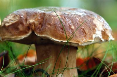 Mushrooms