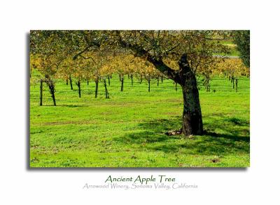 Ancient Apple Tree