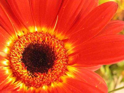 daisy 002
