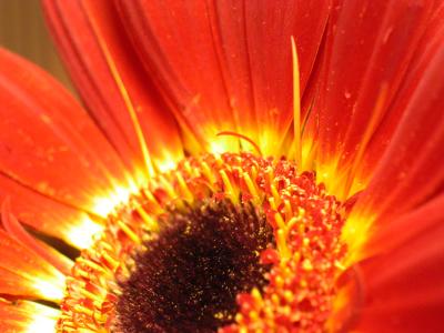 daisy 004