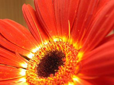 daisy 005