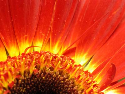 daisy 006