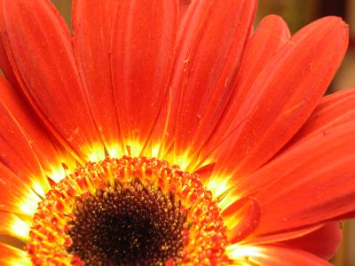 daisy 009