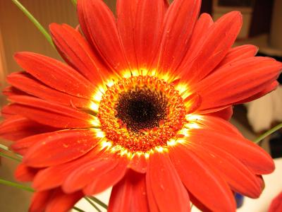 daisy 011