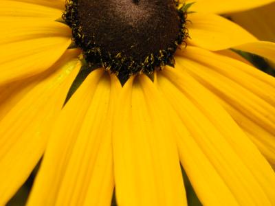 daisy 013