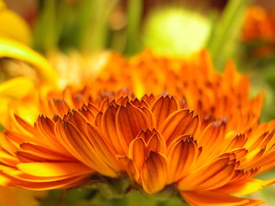 daisy 014
