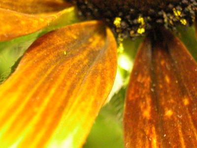 daisy 017
