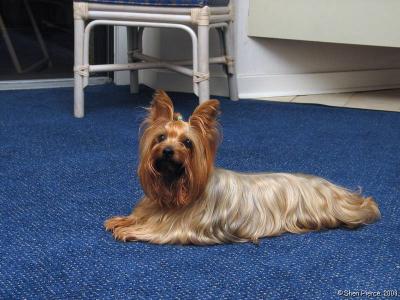 Mickey doing her Puppy Rug  Impression