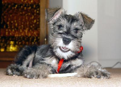 Schnauzer Pup