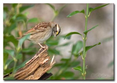 DSC_5186m950.jpg