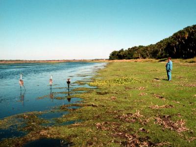 sandhill crane 05.jpg