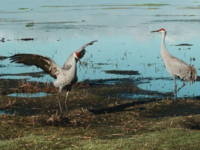 sandhill crane 07.jpg