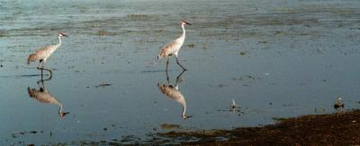 sandhill crane 10.jpg