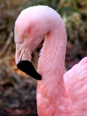 Flamingo NC Zoo