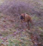 Jumping Biscuit