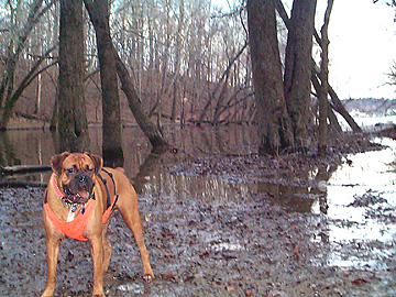 Biscuit on the banks