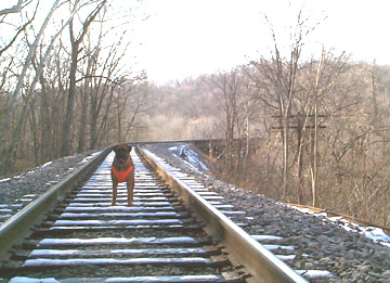 Biscuit on the tracks