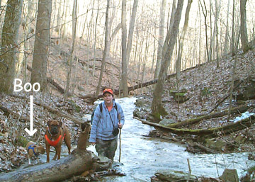 Kim and doggies crossing the creek