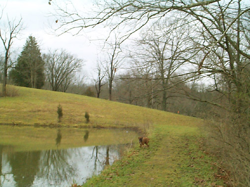 Biscuit checks out the lake (pond?)