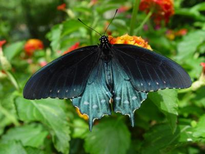 Pipevine Swallowtail 01-lo.jpg