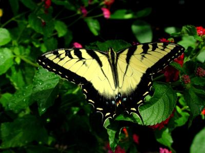 Tiger Swallowtail 02-lo.jpg