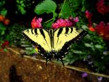 Tiger Swallowtail 01-lo.jpg