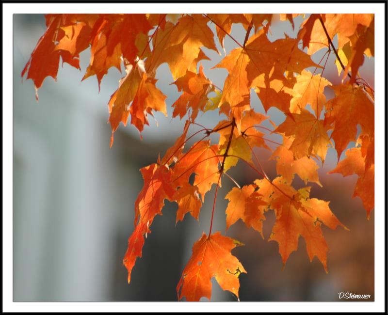More Pretty Fall Leaves
