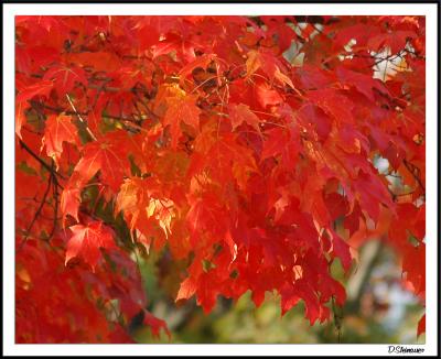 10/16/04 - Obligatory Fall Leaves
