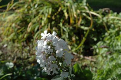 DSC_0085.JPG