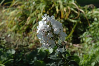 DSC_0086.JPG