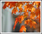 More Pretty Fall Leaves