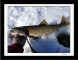 Lake Trout One