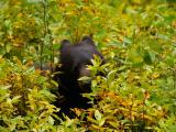 Black Bear 1