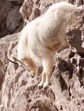 Mountain Goat