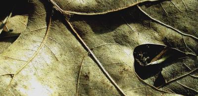 leaf.jpg
