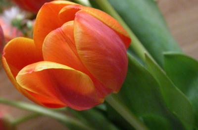 tulip_2.jpg