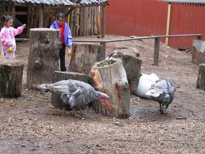 Turkeys in the Petting Zoo