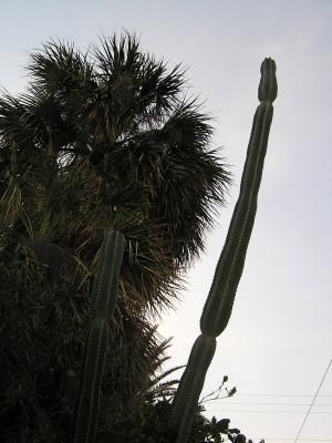 Cactus and  tree on Duvall St.JPG
