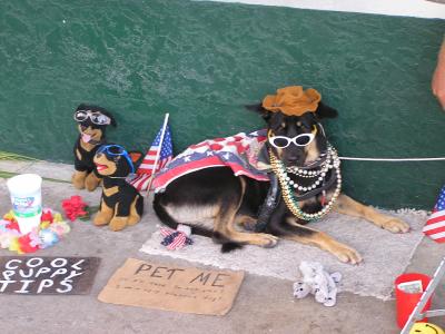 Decorated dogs on Duvall St.JPG