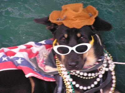 Festive dog on Duvall St.JPG