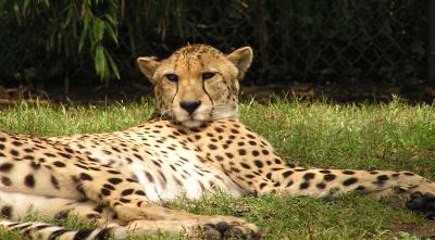 Cheetah pic1 .JPG