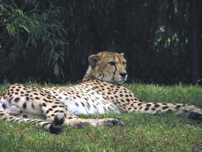 Cheetah pic16.JPG