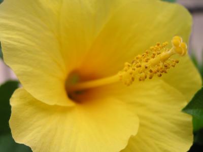 Yellow Hibiscus Aug 2004 pic 5.JPG