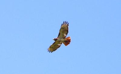 RedTail Hawk in flight.JPG