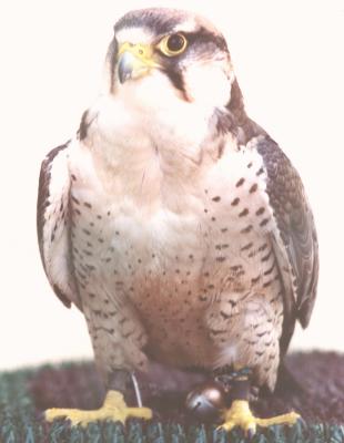 Falcon .jpg