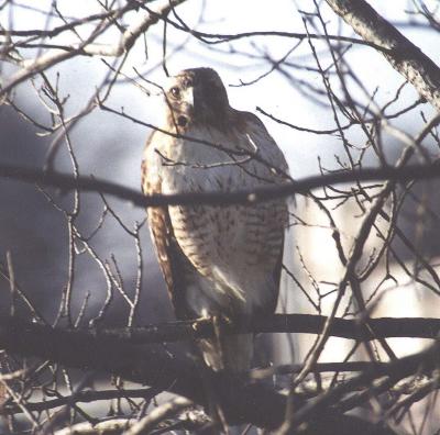 Red-Tail Hawk in tree.jpg