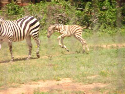 Mother and baby Zebe.JPG