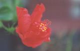 Close-up red flower.jpg