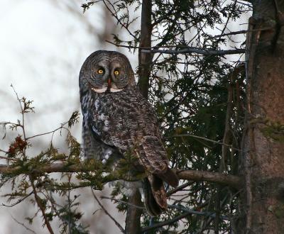 Great Gray Owl