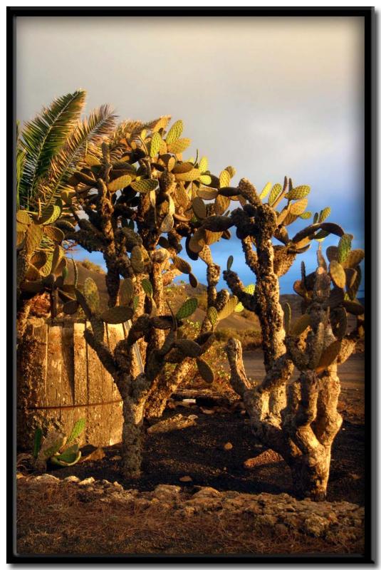 Lanzarote. Mirador del Rio.